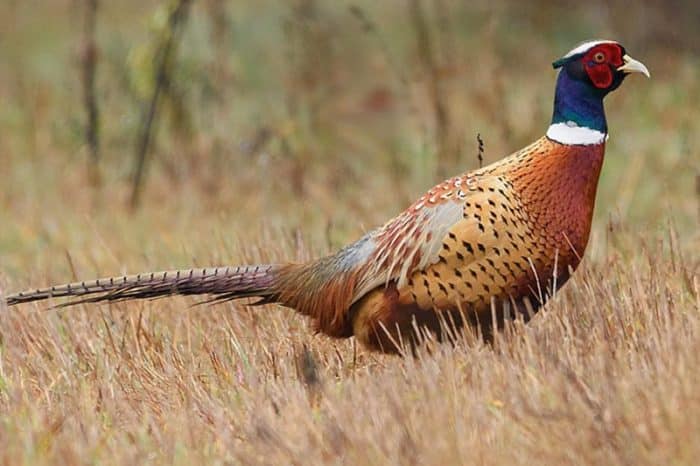 Pheasant